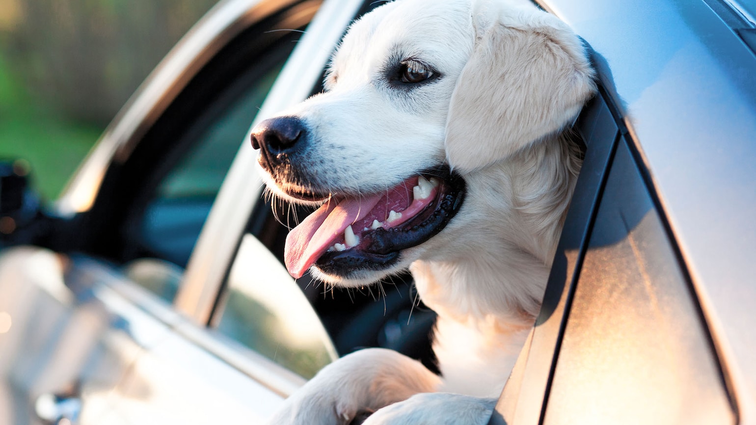 Se till att din hund sitter säkert och bekvämt i en hundbur.