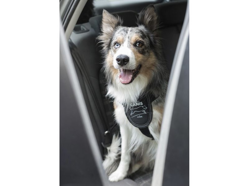 Active Canis Hundsele Car Safe Harness